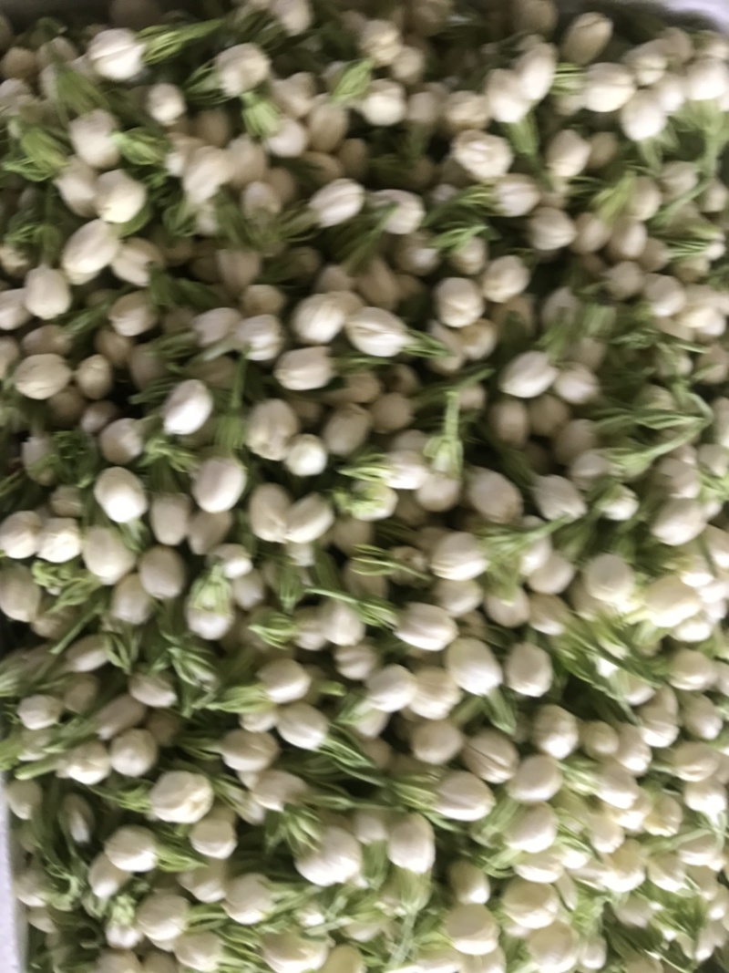 新鲜采摘茉莉鲜花苞顺丰发货