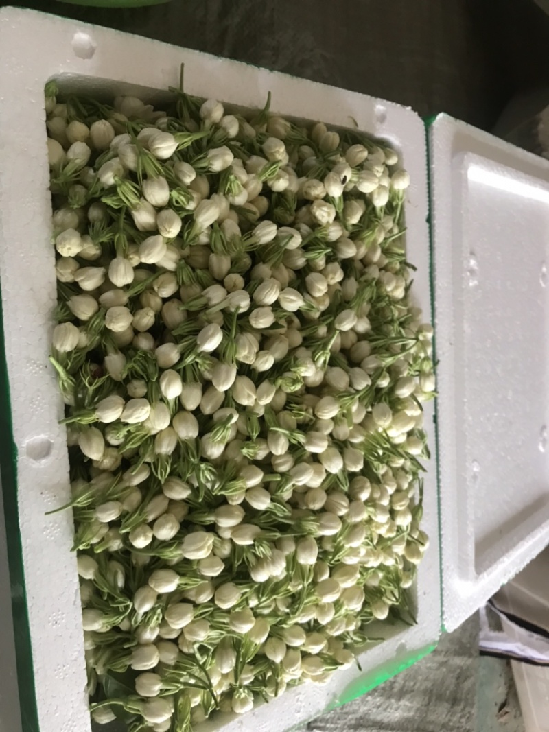 新鲜采摘茉莉鲜花苞顺丰发货