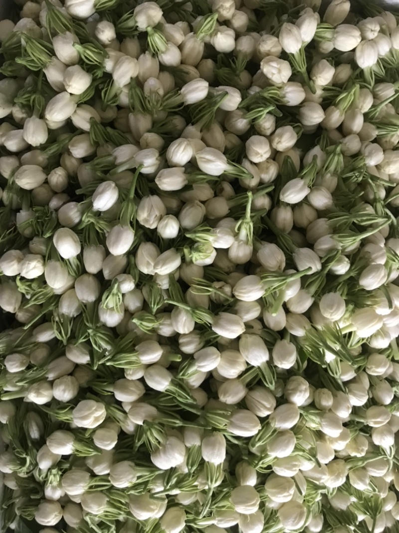 新鲜采摘茉莉鲜花苞顺丰发货