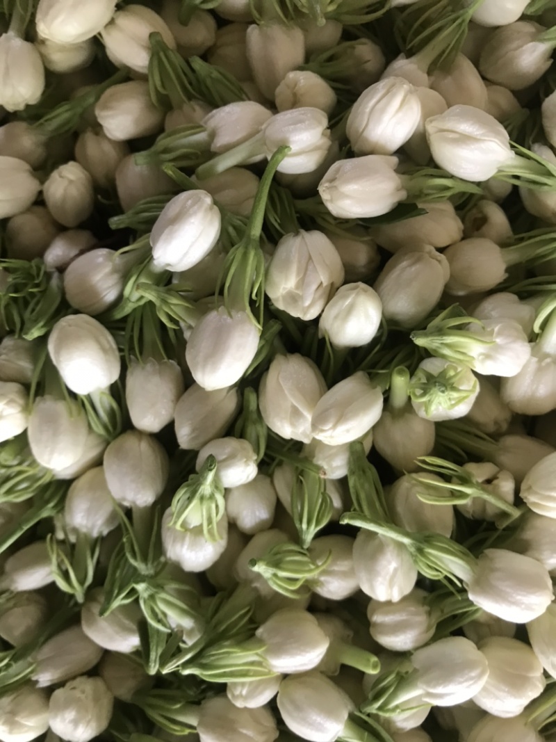新鲜采摘茉莉鲜花苞顺丰发货