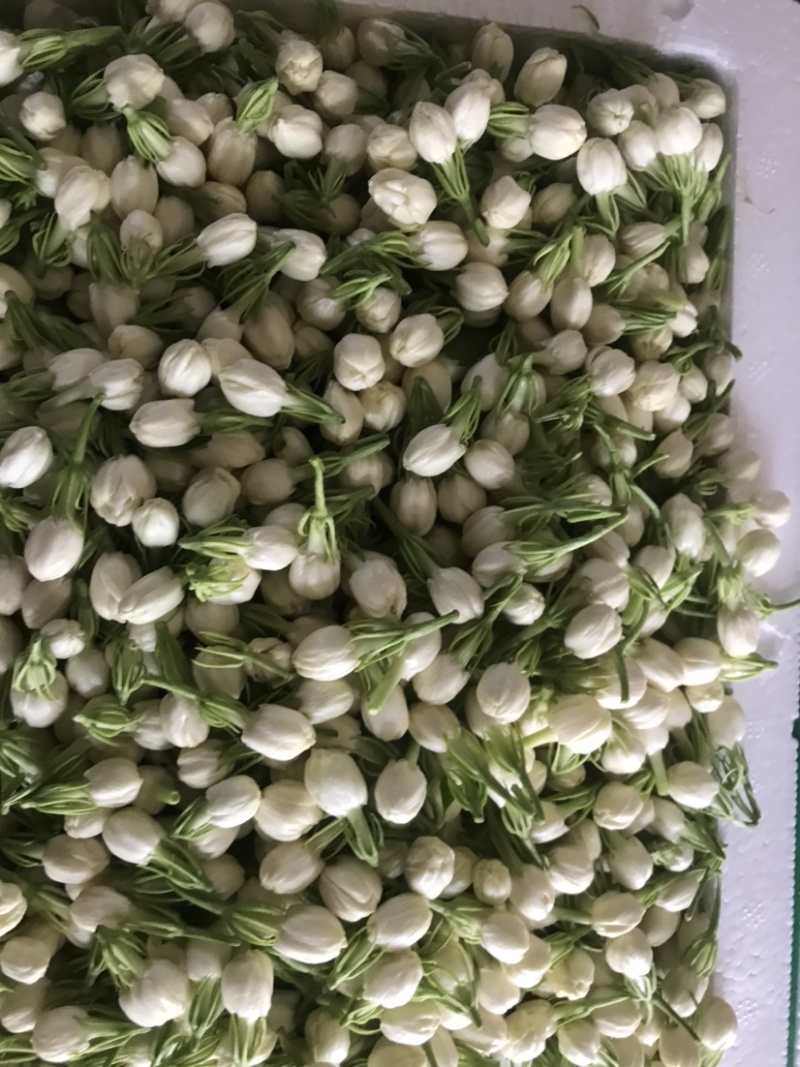新鲜采摘茉莉鲜花苞顺丰发货