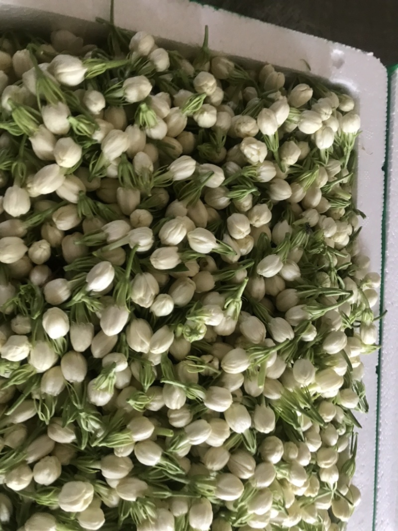 新鲜采摘茉莉鲜花苞顺丰发货