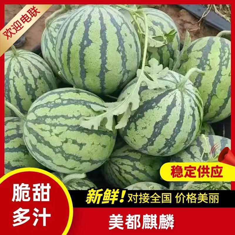 【西瓜】河南精品美都麒麟西瓜/合作社万亩基地种植直发