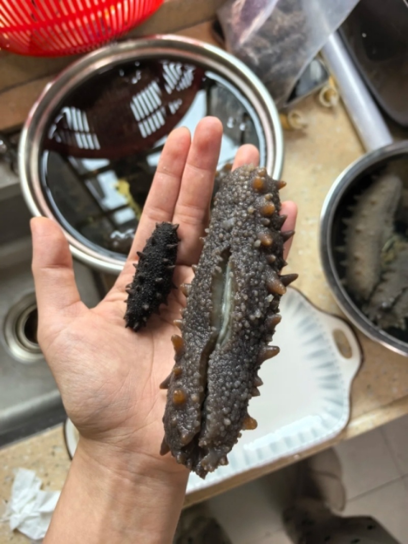 天然海参、即食海参、淡干海参，保质保量。视频选货