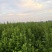 艾草端午艾草大量批发，可以按照要求定制，量大质优可发