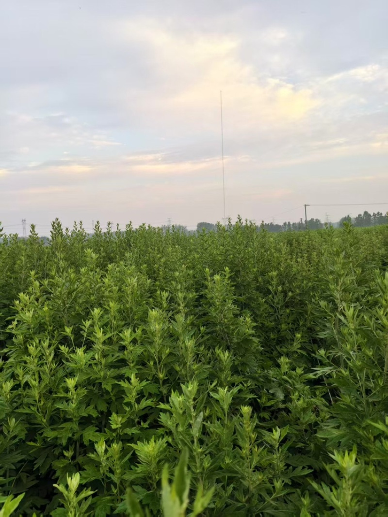 艾草端午艾草大量批发，可以按照要求定制，量大质优可发