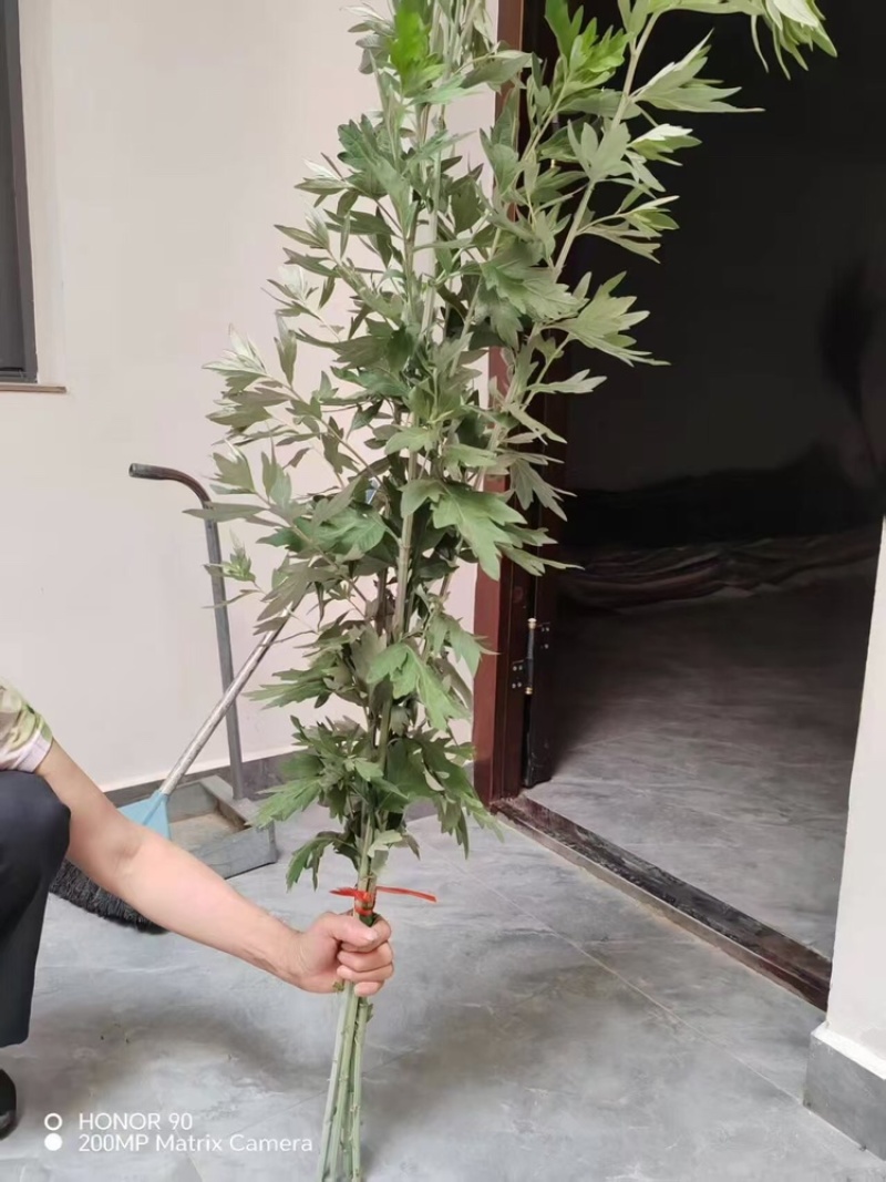 艾草端午艾草大量批发，可以按照要求定制，量大质优可发