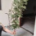 艾草端午艾草大量批发，可以按照要求定制，量大质优可发