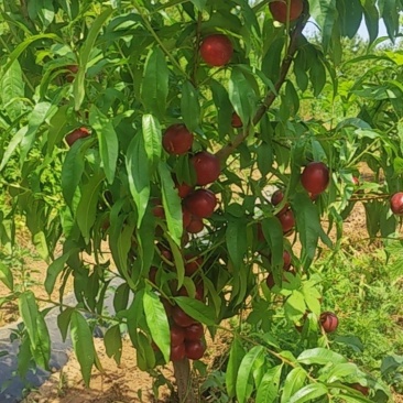 珍珠油桃