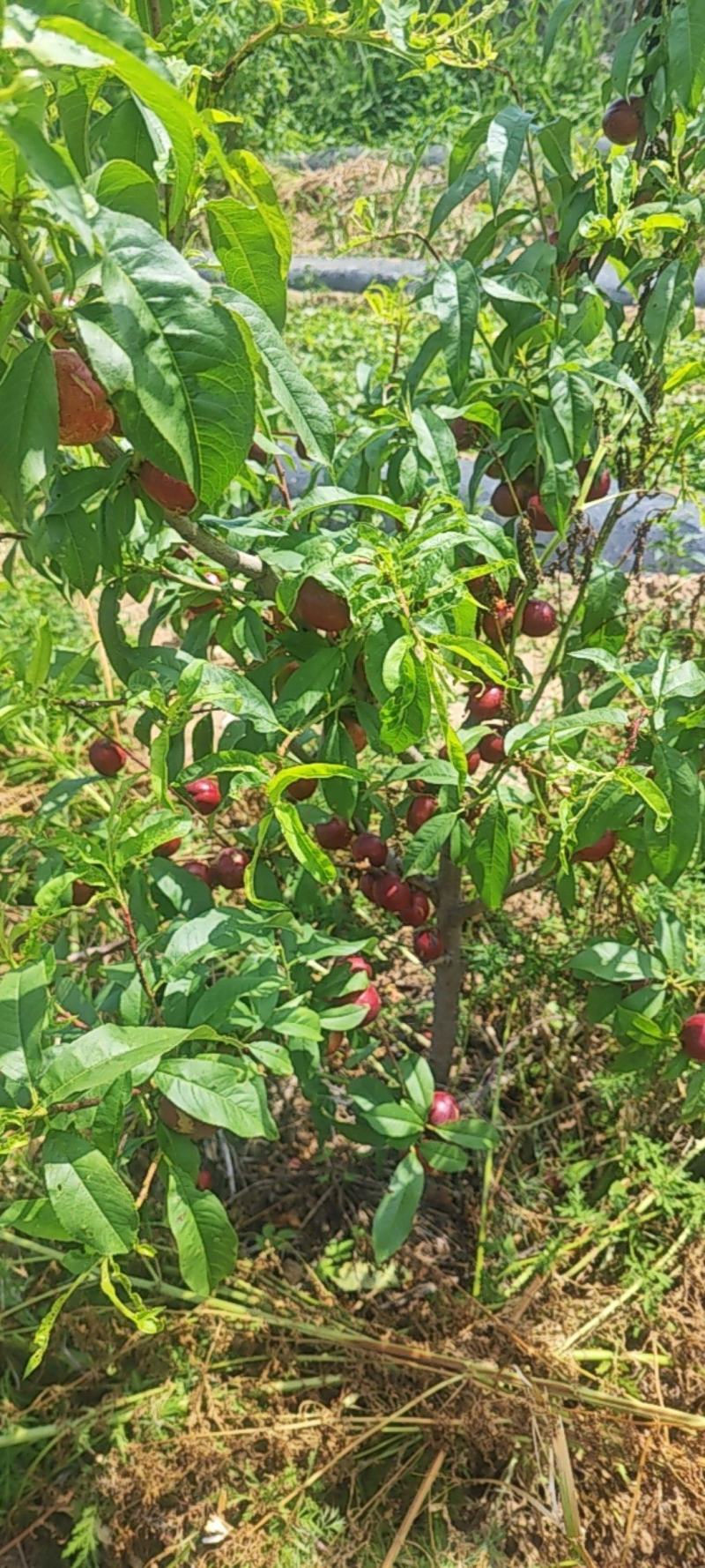 珍珠油桃