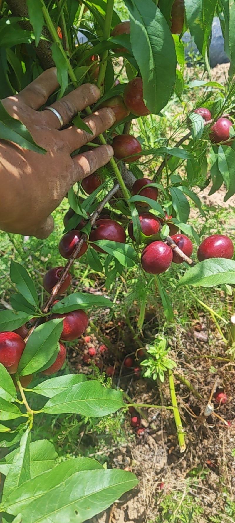 珍珠油桃