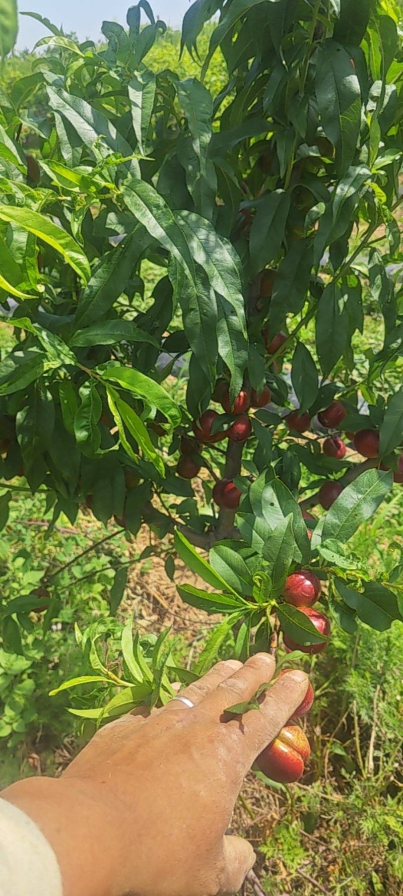 珍珠油桃