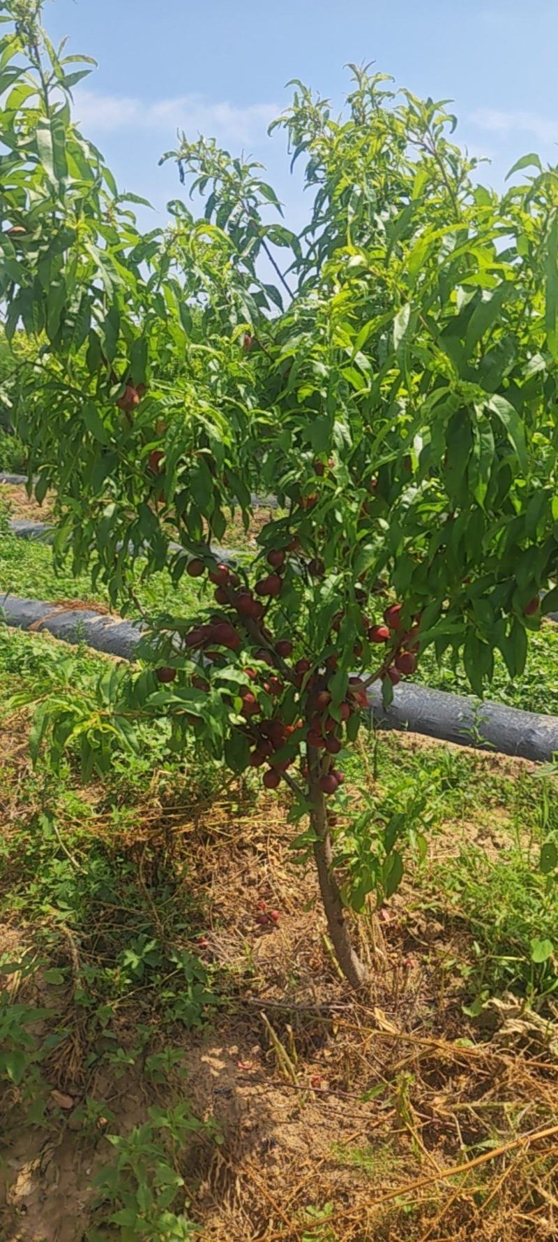 珍珠油桃