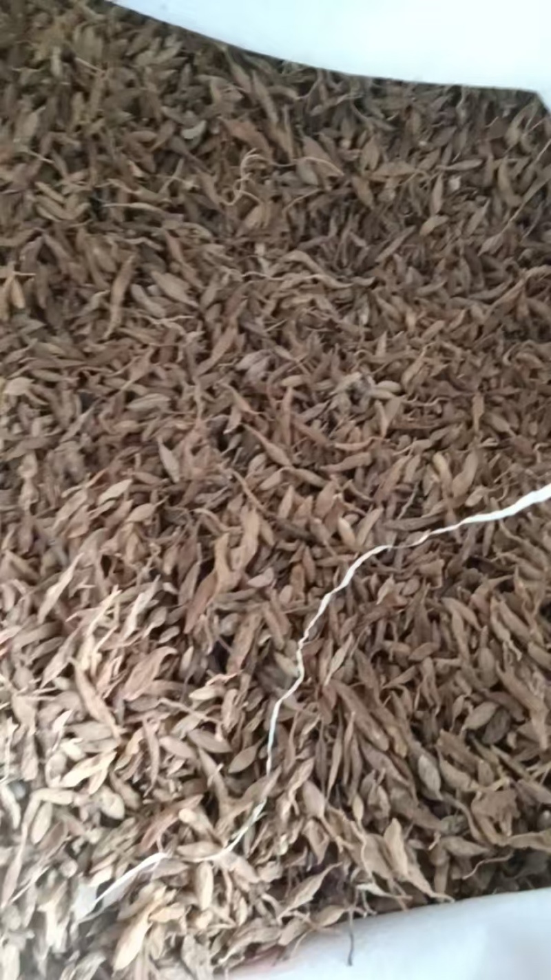 大别山区野生麦冬当年新货现货