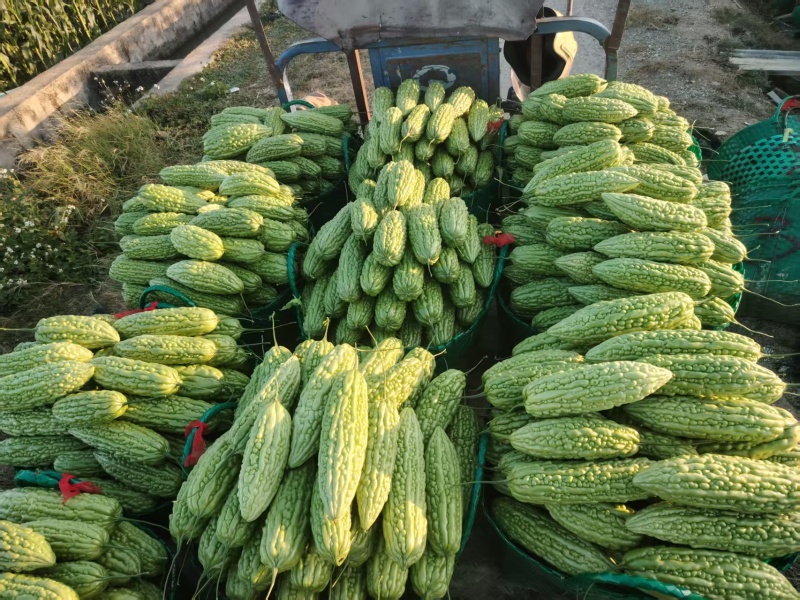 广东惠州苦瓜代办