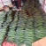 贵州安顺精品密刺黄瓜大量上市产地直发价格美丽欢迎联系