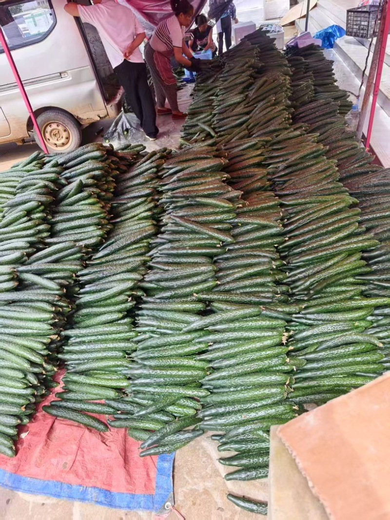 贵州安顺精品密刺黄瓜大量上市产地直发价格美丽欢迎联系