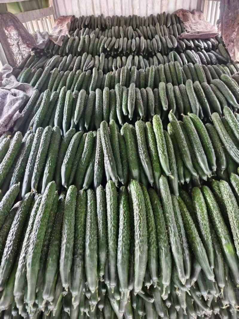 贵州安顺精品密刺黄瓜大量上市产地直发价格美丽欢迎联系