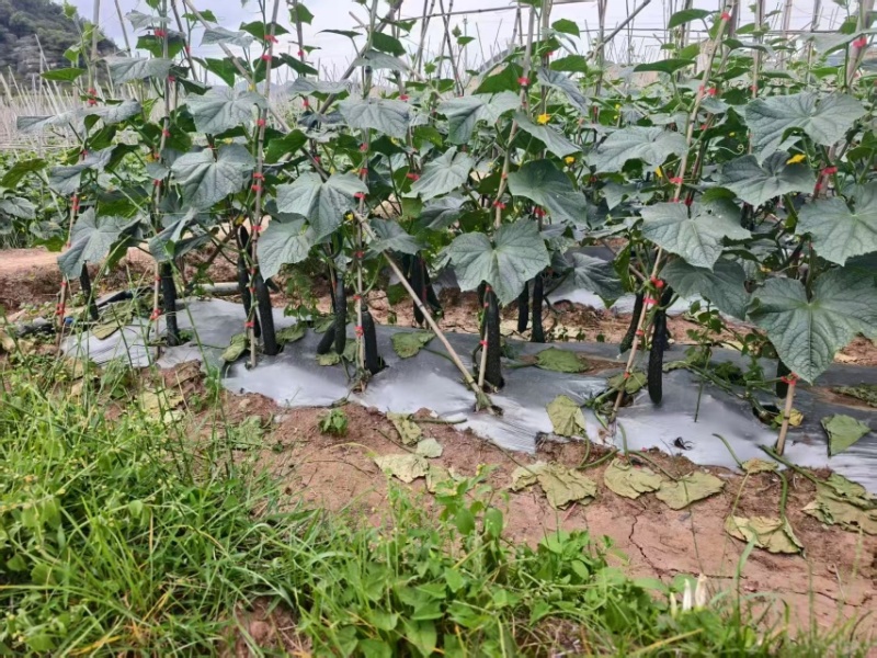 贵州安顺精品密刺黄瓜大量上市产地直发价格美丽欢迎联系