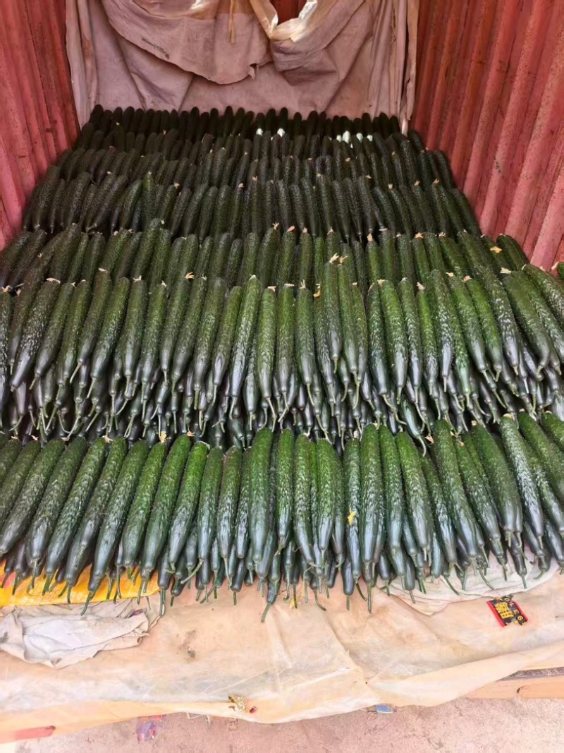 贵州安顺精品密刺黄瓜大量上市产地直发价格美丽欢迎联系