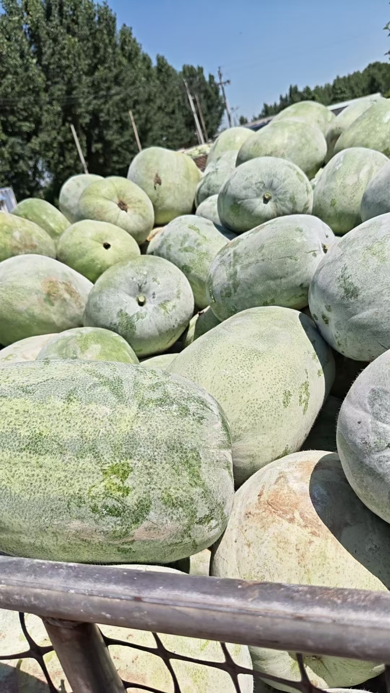 白皮冬瓜，大量有货