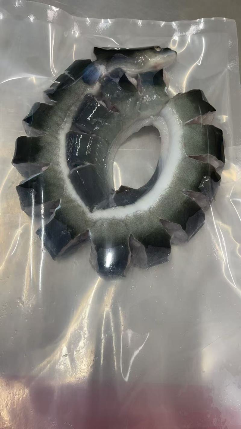 整条盘龙鳗鱼
