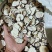 （玛卡）黑玛卡，玛卡片，云南玛卡/产地货源/保质保量发货