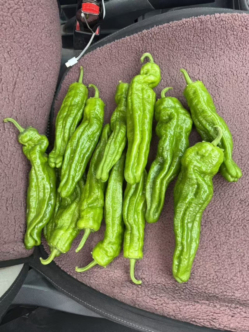 【优质芜湖椒产地直发品质保证可视频看货，新鲜采摘