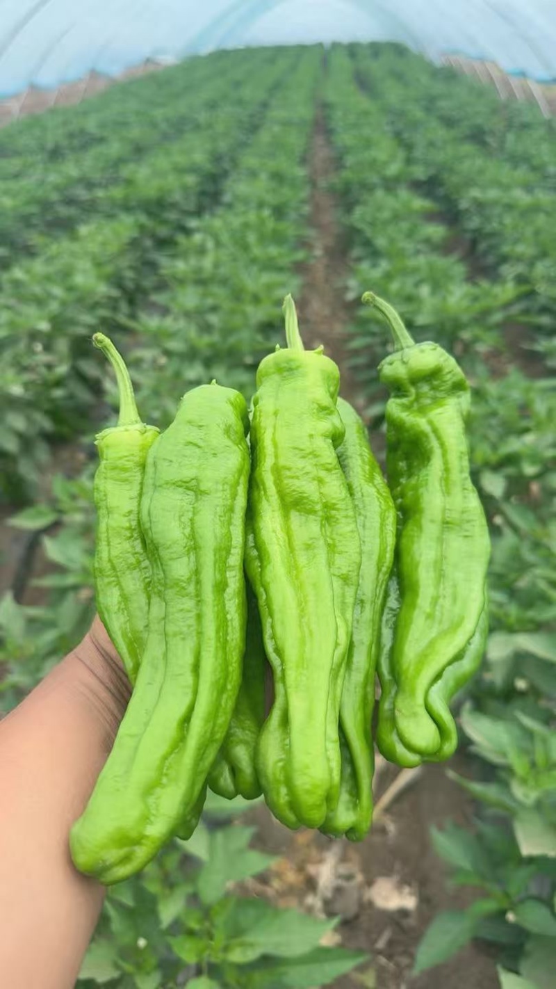 【优质芜湖椒产地直发品质保证可视频看货，新鲜采摘
