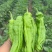 【优质芜湖椒产地直发品质保证可视频看货，新鲜采摘