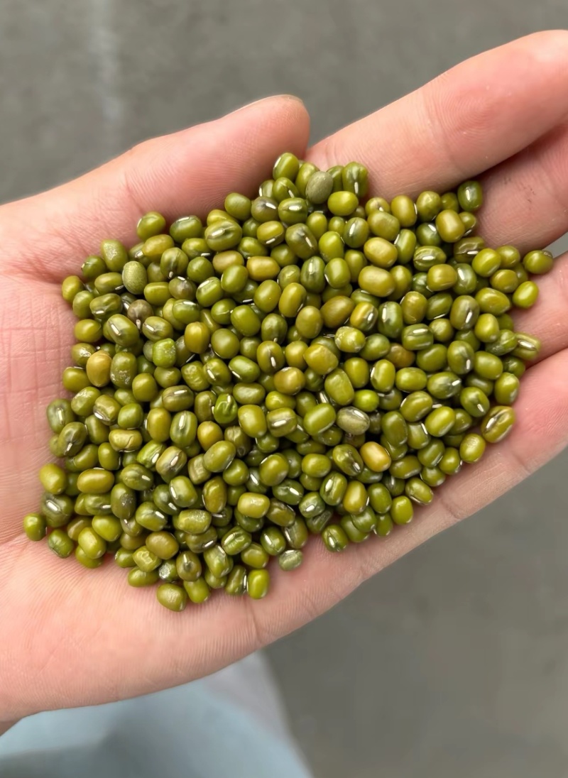 绿豆明豆中粒明绿豆色泽好新货明绿豆中粒