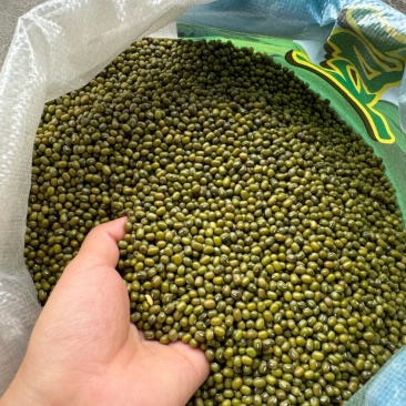 绿豆明豆中粒明绿豆色泽好新货明绿豆中粒
