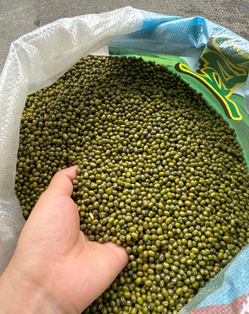 绿豆明豆中粒明绿豆色泽好新货明绿豆中粒
