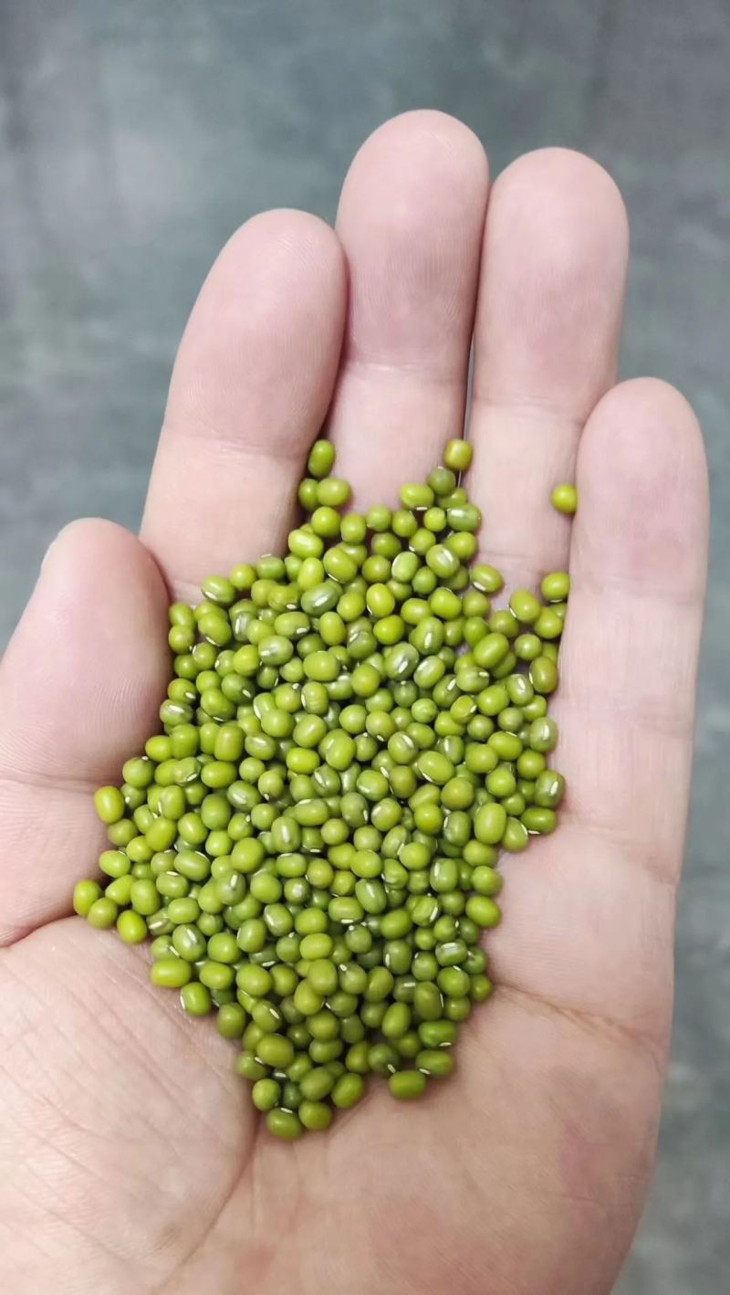 绿豆明豆中粒明绿豆色泽好新货明绿豆中粒