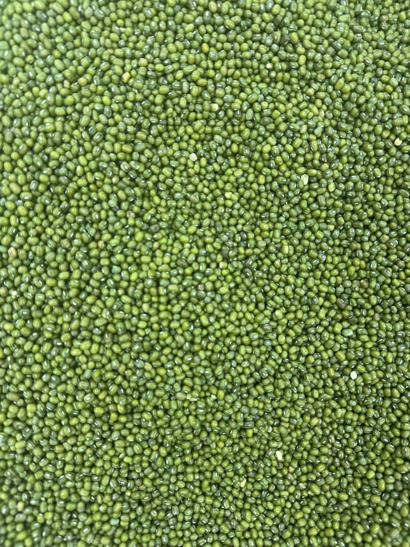 绿豆明豆中粒明绿豆色泽好新货明绿豆中粒