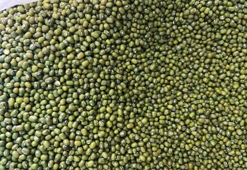 绿豆明豆中粒明绿豆色泽好新货明绿豆中粒