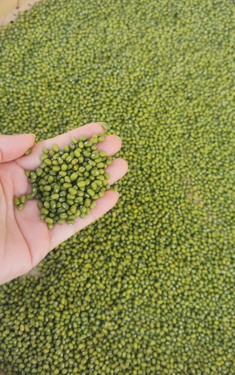 绿豆明豆中粒明绿豆色泽好新货明绿豆中粒