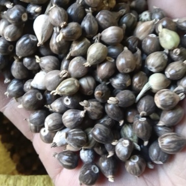 带壳薏米新货薏米种子中药材草珠子草珠籽