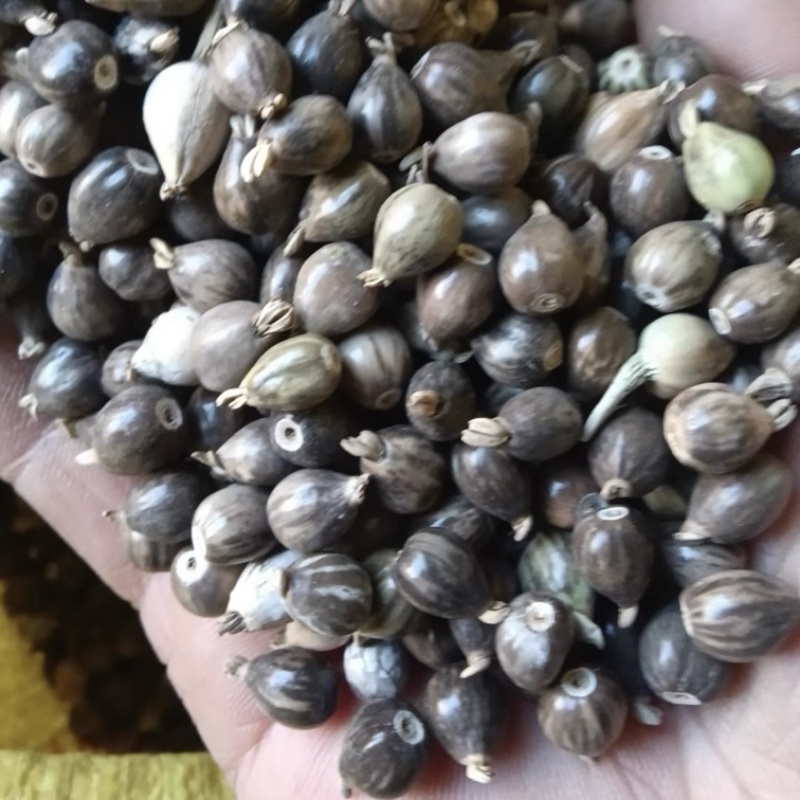 带壳薏米新货薏米种子中药材草珠子草珠籽