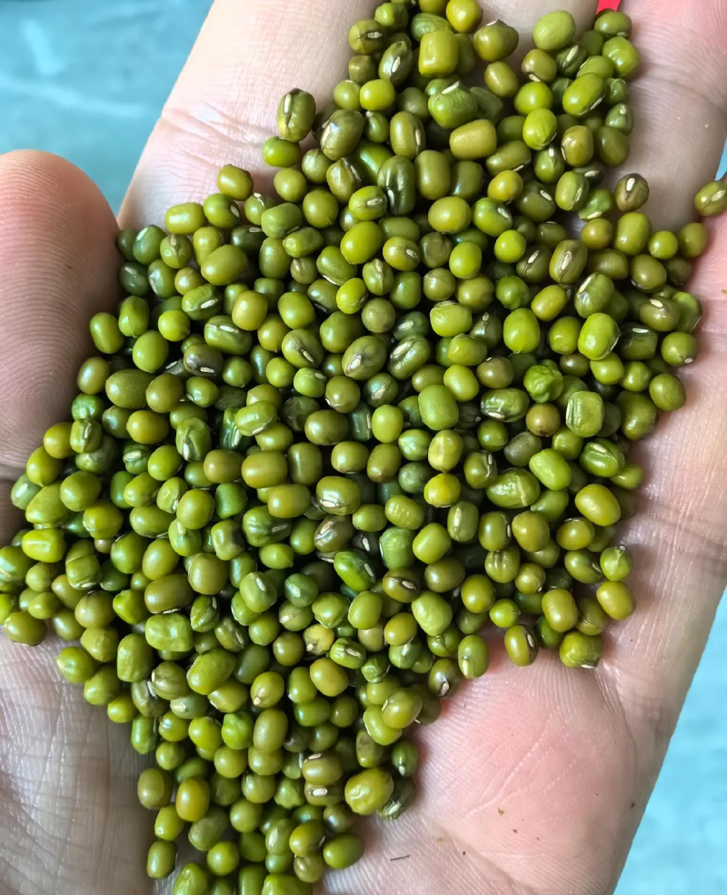 绿豆明豆中粒明绿豆色泽好新货明绿豆中粒