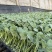西兰花苗炎秀西兰花苗优秀西兰花苗子西蓝花苗