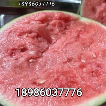 湖北荆松滋大棚美都无籽西瓜头茬精品6斤起整车产地批发