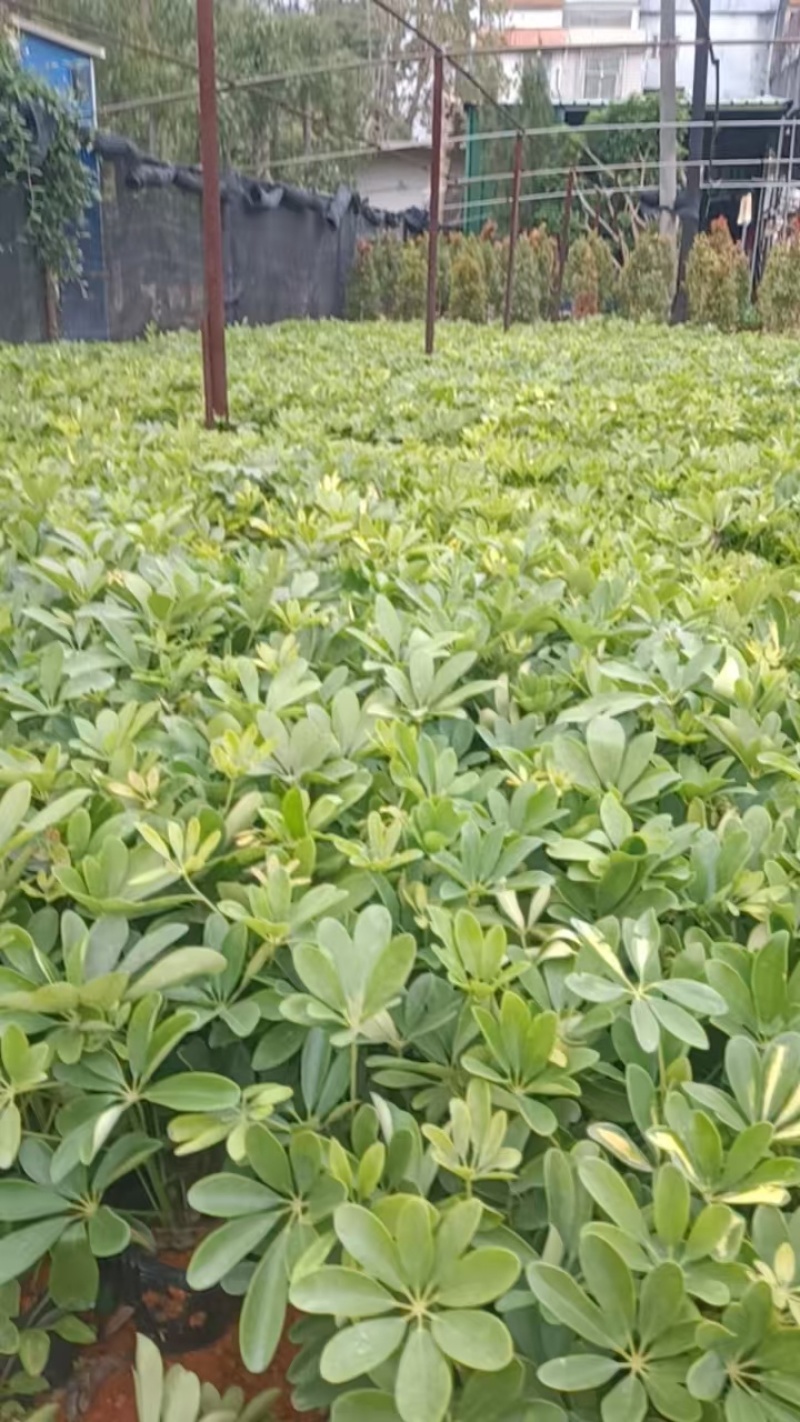 鸭脚木15-60高，3斤袋，7斤袋，白布袋，基地直供