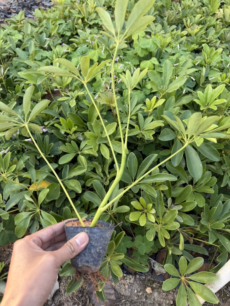 鸭脚木15-60高，3斤袋，7斤袋，白布袋，基地直供
