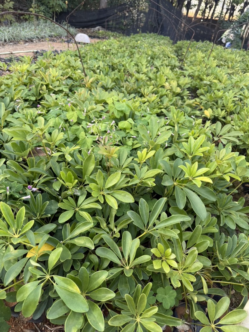鸭脚木15-60高，3斤袋，7斤袋，白布袋，基地直供