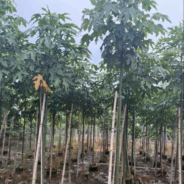 澳洲火焰木2-18分，原生苗，截杠，全冠，基地直销