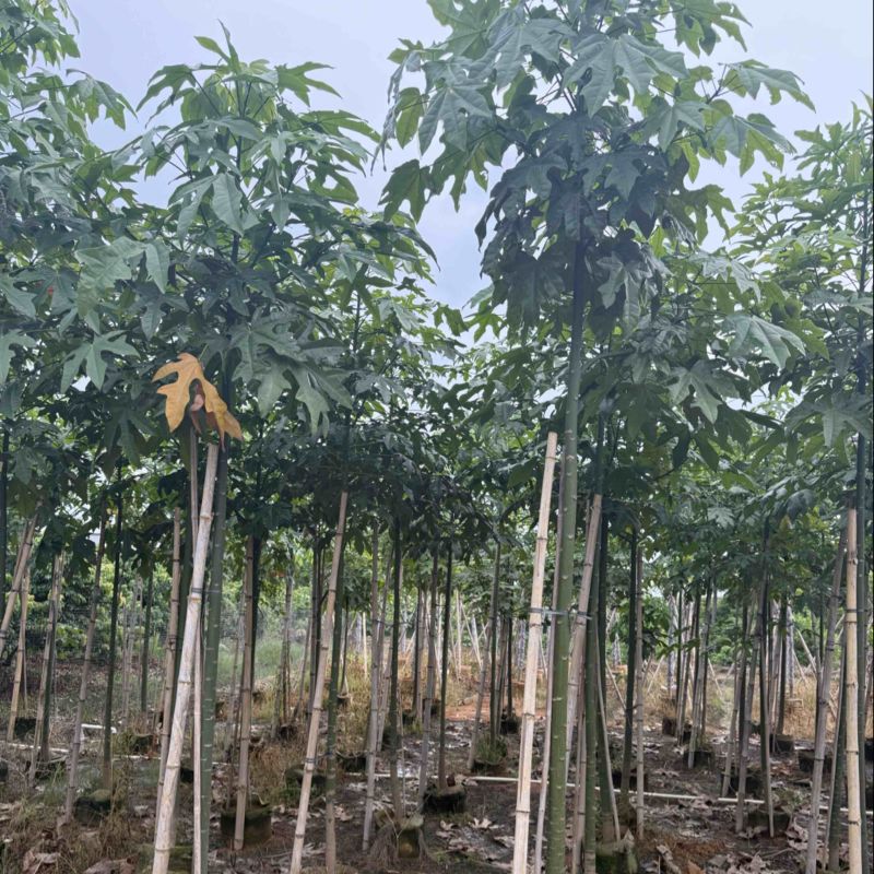 澳洲火焰木2-18分，原生苗，截杠，全冠，基地直销