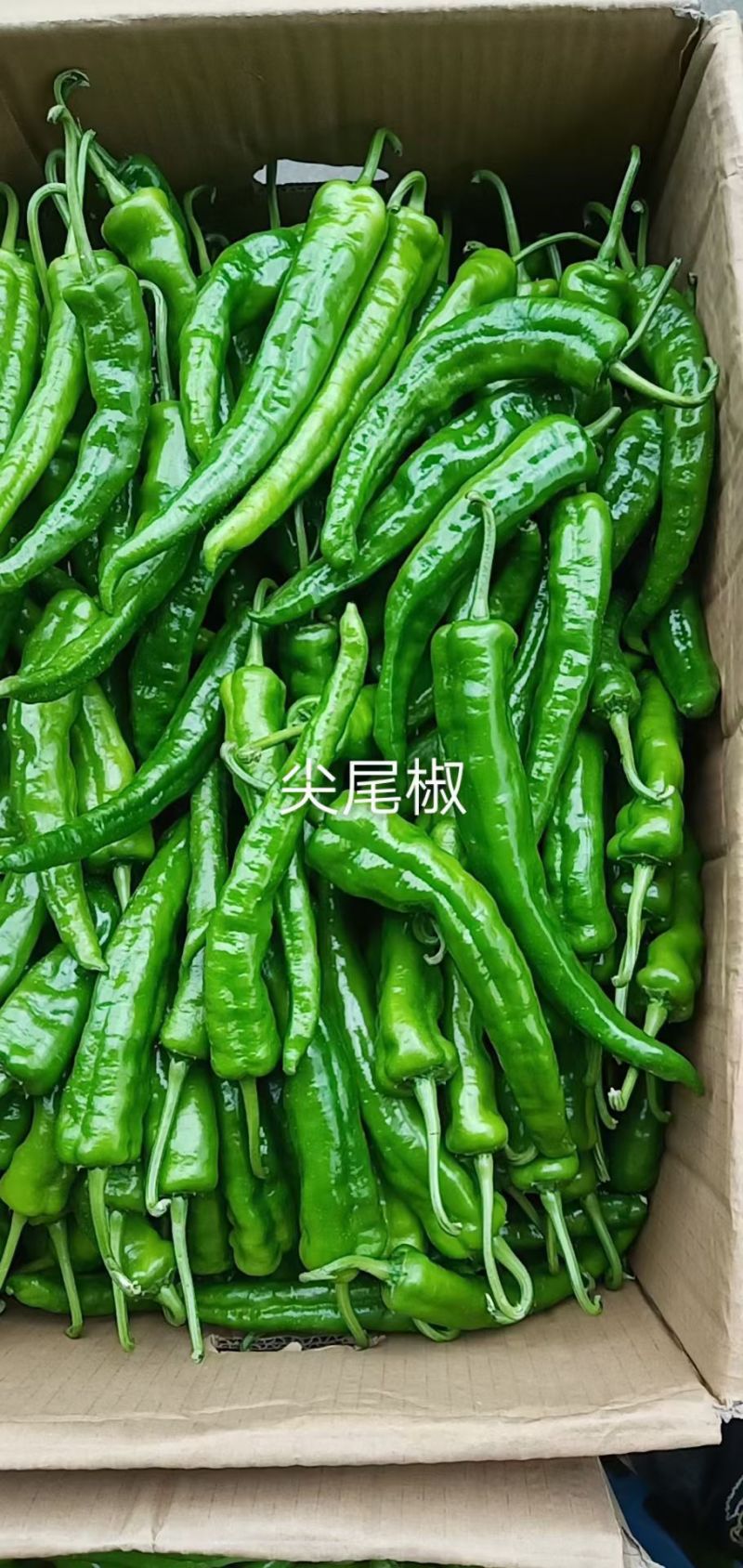 辣椒