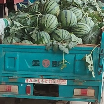 西瓜美都西瓜
