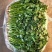 河北精品铁杆青香菜种植基地直发对接商超档口量大从优